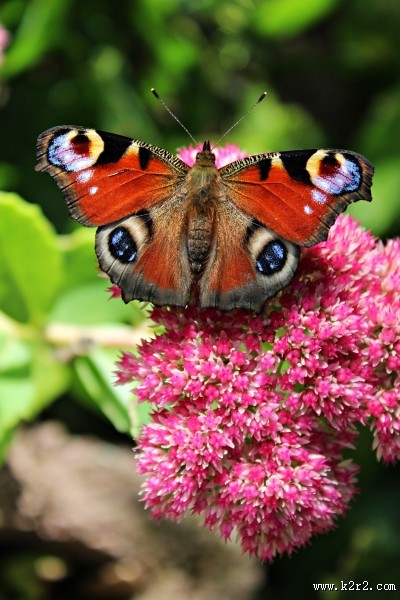 花丛中的孔雀蝴蝶图片