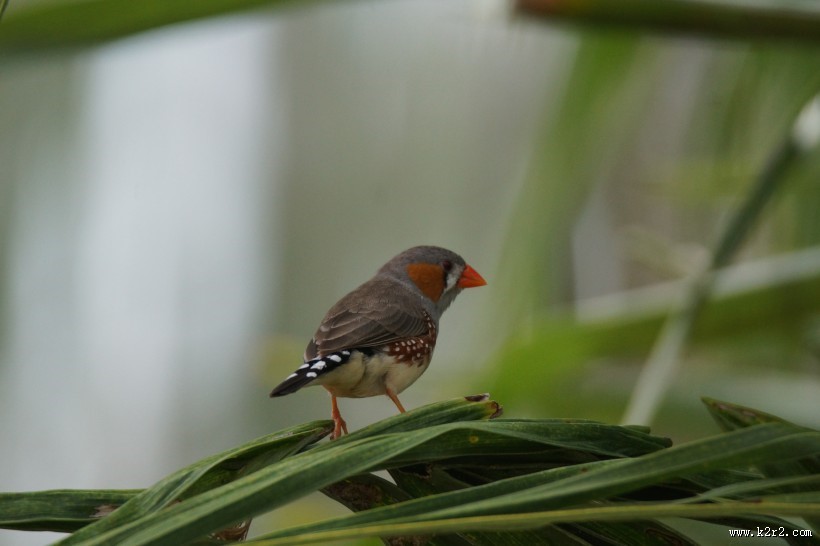 一只可爱的麻雀图片大全
