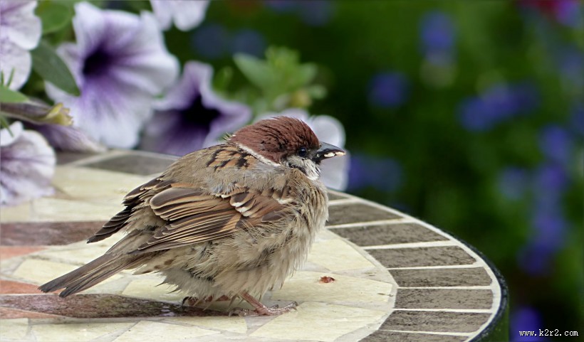 一只可爱的麻雀图片大全