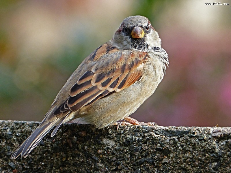 一只可爱的麻雀图片大全