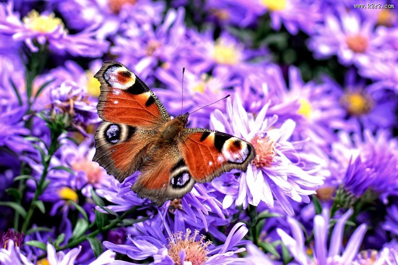孔雀蝴蝶图片大全