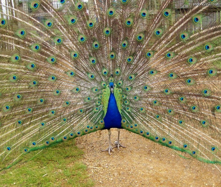 开屏的孔雀图片大全