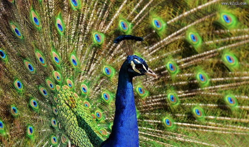 开屏的孔雀图片大全