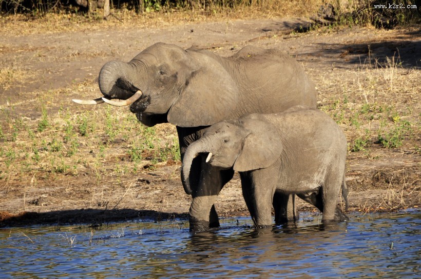 两头大象高清图片大全