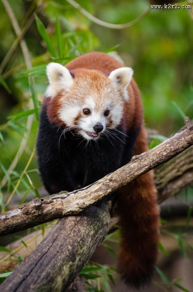 野生的小熊猫图片