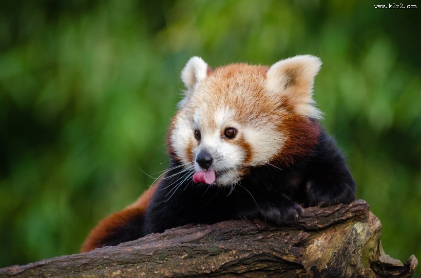 野生的小熊猫图片