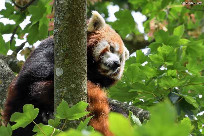 野生的小熊猫图片