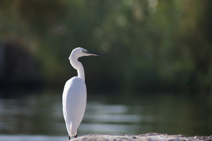 一只洁白的白鹭图片