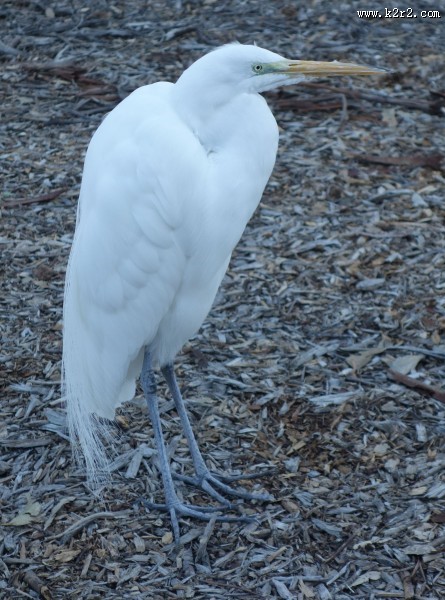 一只洁白的白鹭图片
