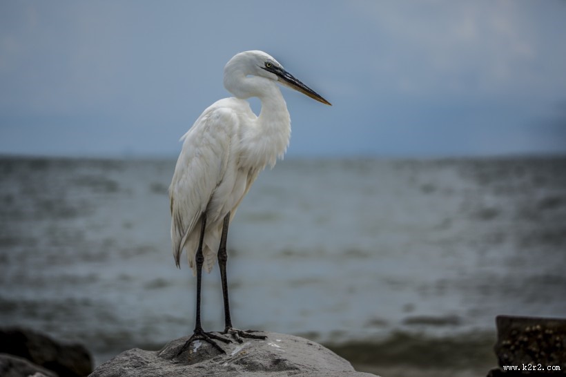 一只洁白的白鹭图片