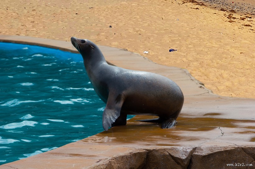 一只可爱的海狮图片大全