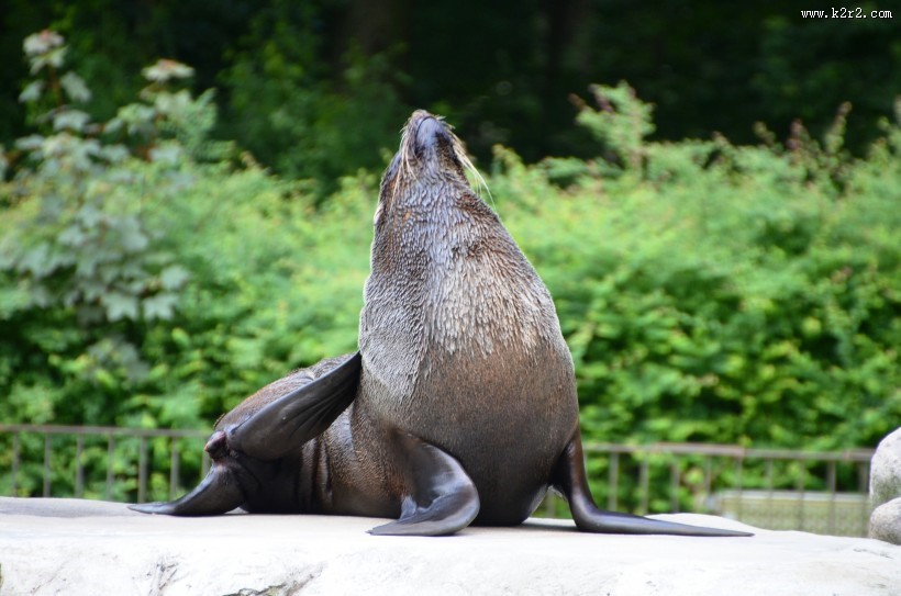 一只可爱的海狮图片大全
