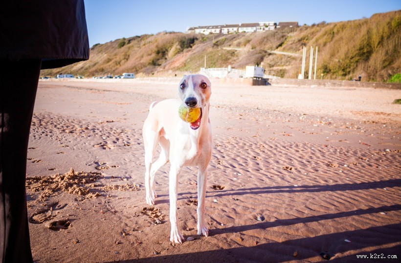 一只可爱的狗图片