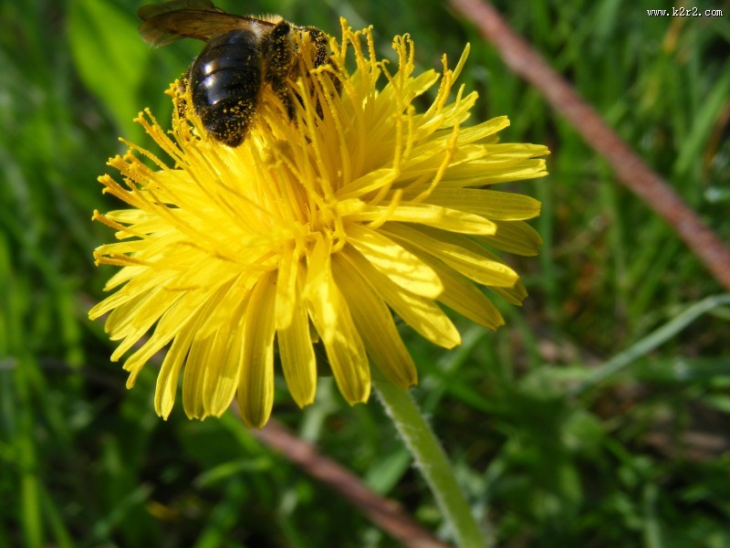 采蜜的小蜜蜂图片大全