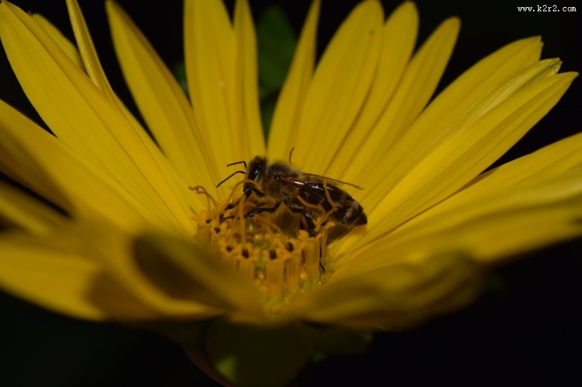 采蜜的小蜜蜂图片大全