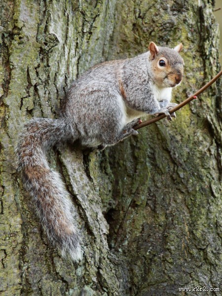 活泼可爱的灰色小松鼠图片