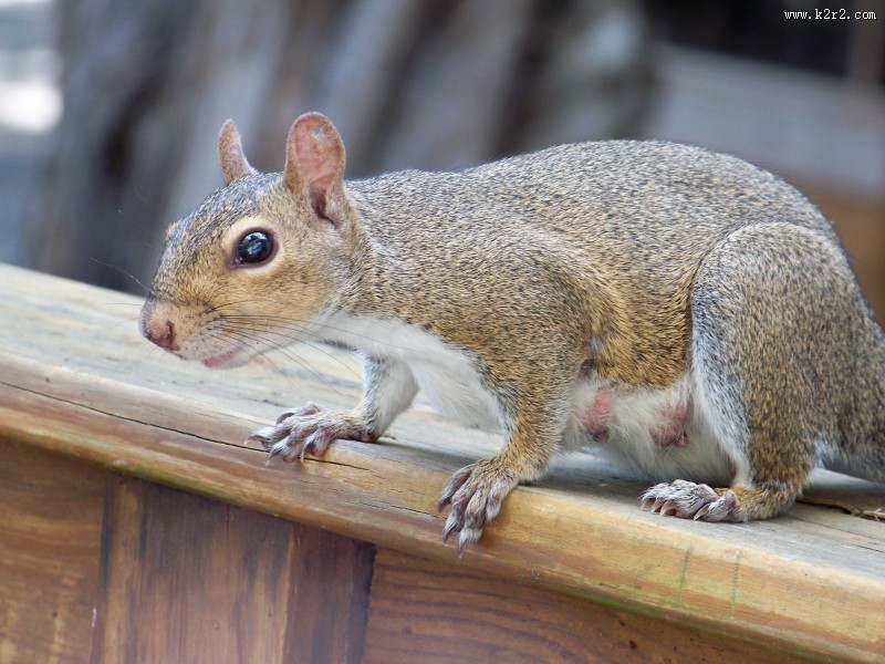 活泼可爱的灰色小松鼠图片