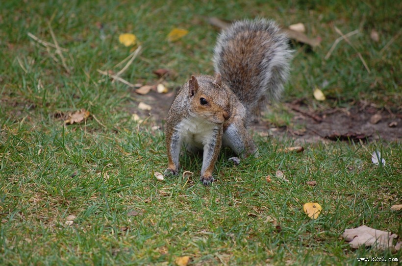 活泼可爱的灰色小松鼠图片