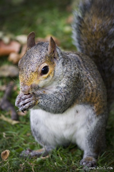 活泼可爱的灰色小松鼠图片