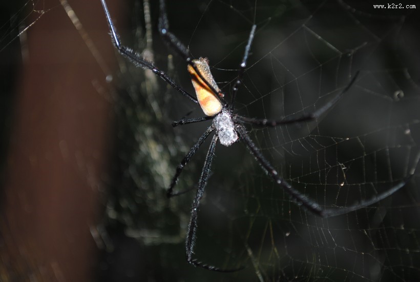 一只蜘蛛高清图片