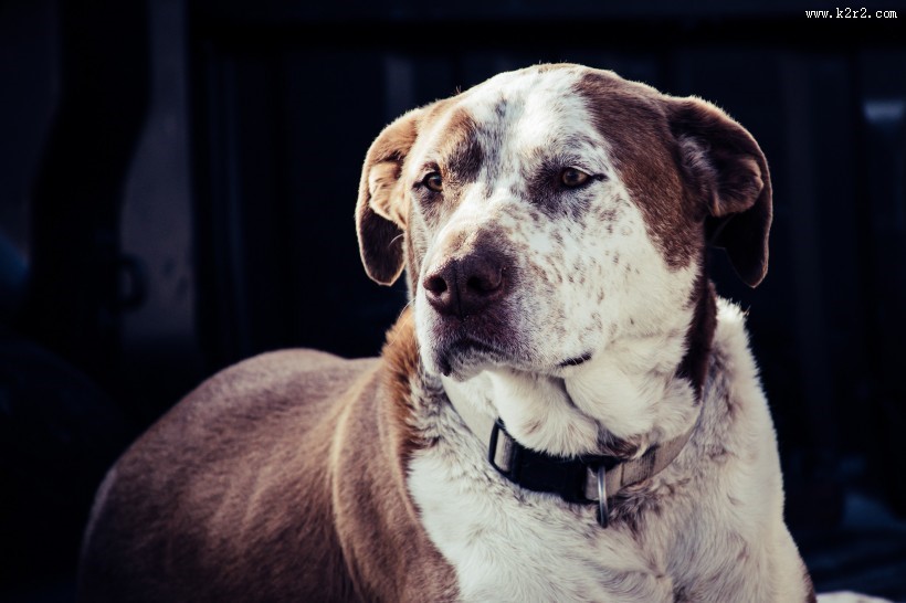 忠实的狗狗图片