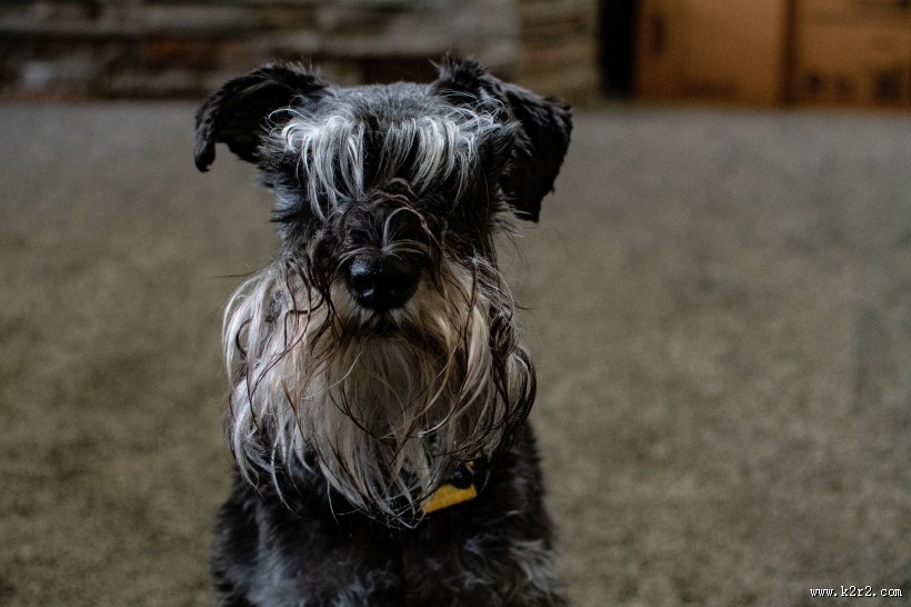 忠实的狗狗图片