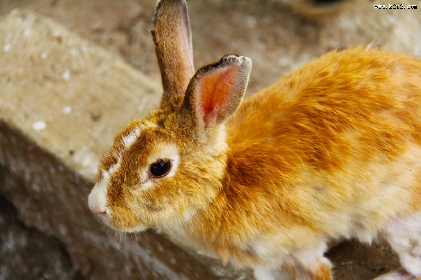 软萌可爱的兔子图片大全2