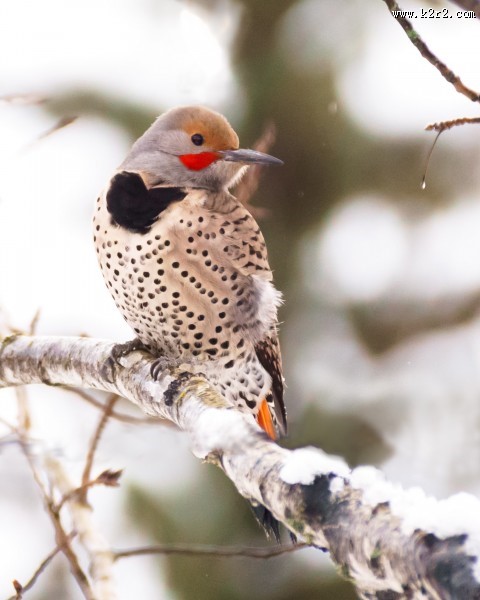 森林医生之啄木鸟图片