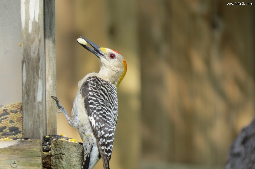 森林医生之啄木鸟图片