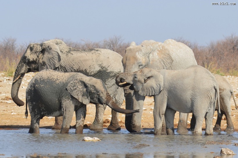 成群结队的大象图片