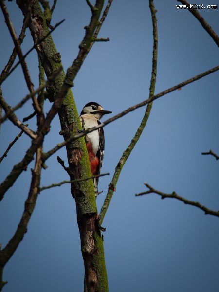 啄木鸟高清图片大全