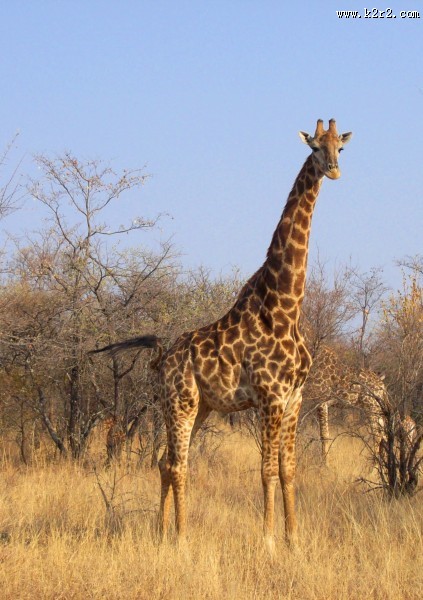 世界最高动物长颈鹿图片