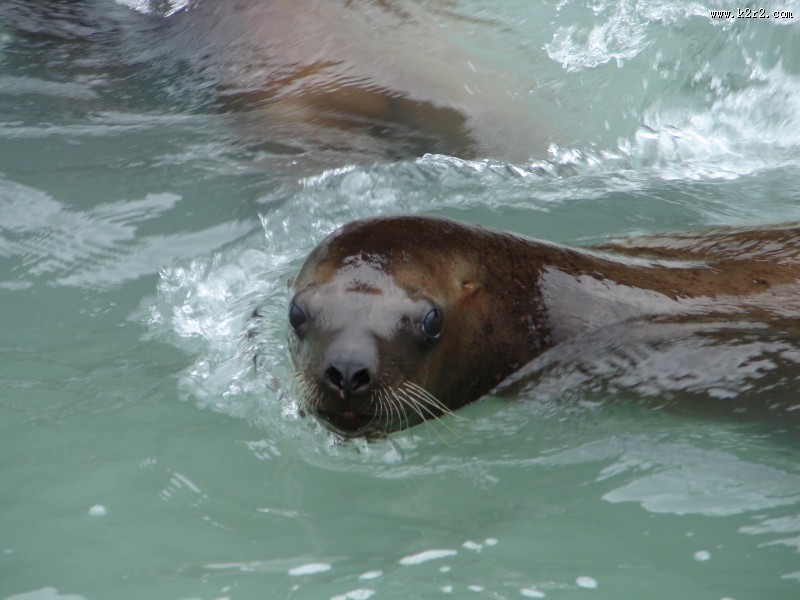 水中的海狮图片