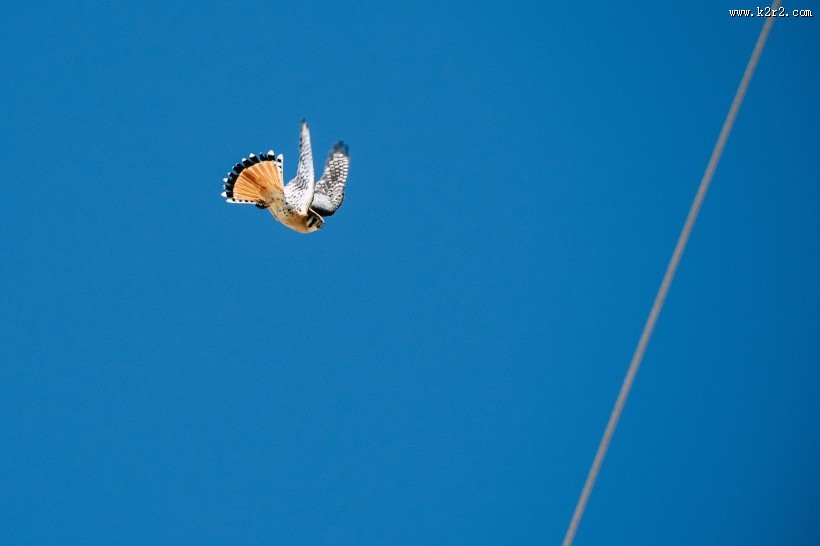 空中的飞鸟图片