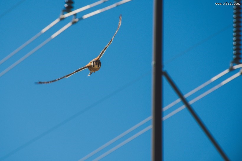 空中的飞鸟图片