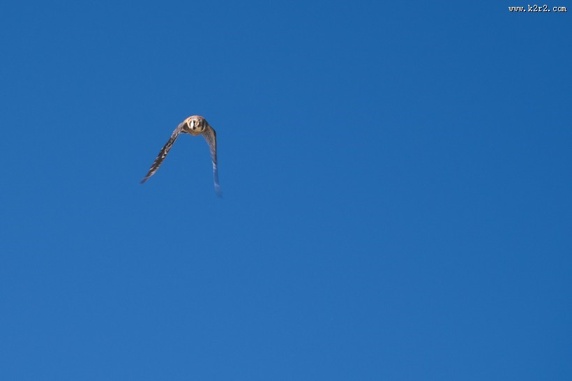 空中的飞鸟图片