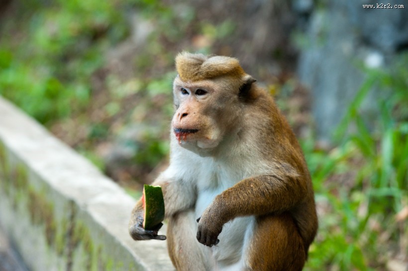 调皮可爱的猴子图片