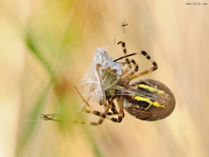 蜘蛛微距图片