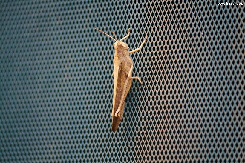 一只蚱蜢高清图片