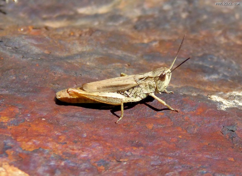 一只蚱蜢高清图片