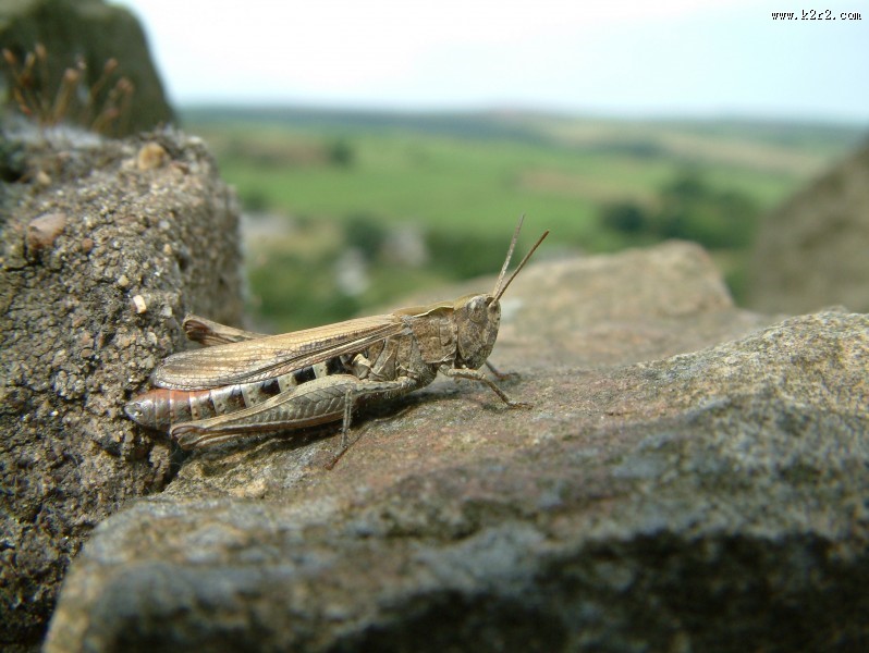 一只蚱蜢高清图片