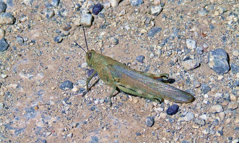 一只蚱蜢高清图片