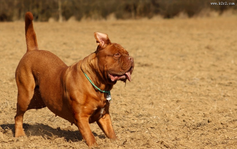 顽皮可爱的波尔多犬图片大全