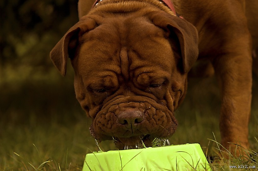 顽皮可爱的波尔多犬图片大全