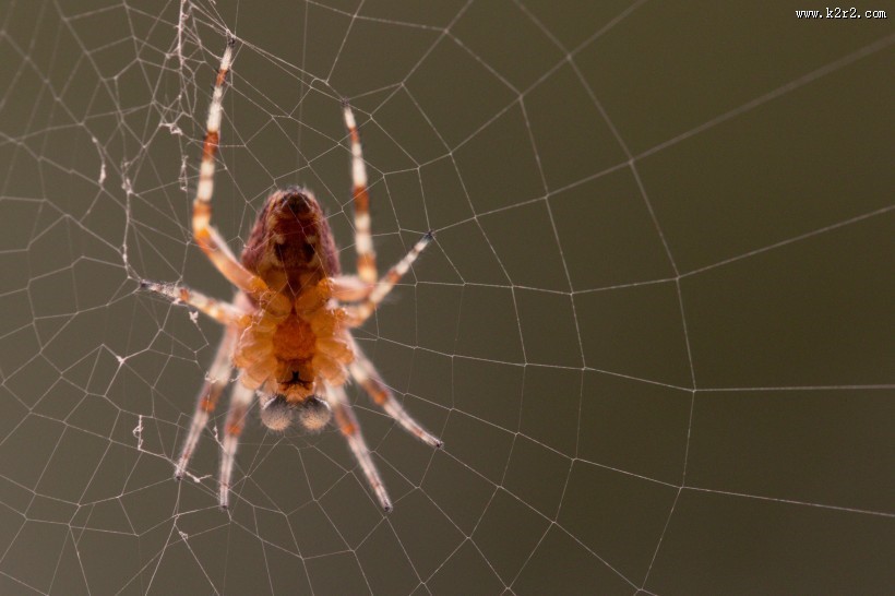 一只蜘蛛高清图片
