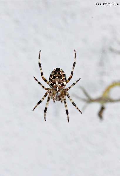 一只蜘蛛高清图片