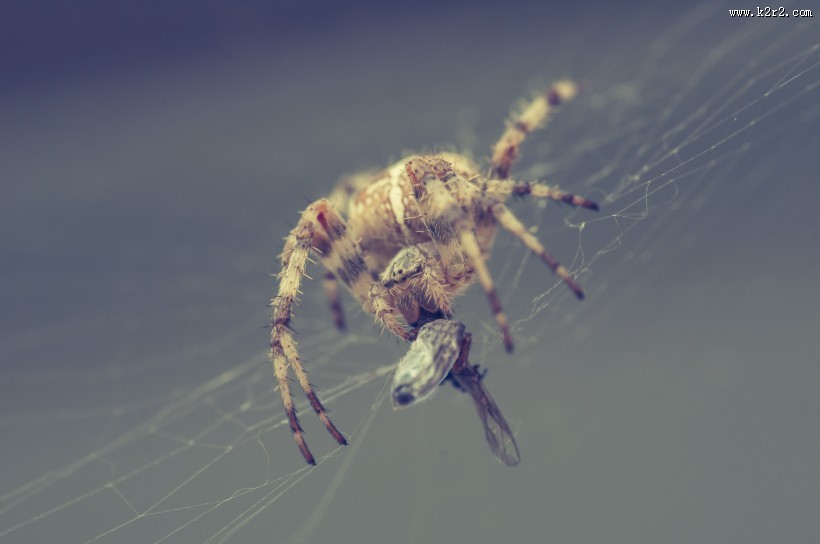 一只蜘蛛高清图片