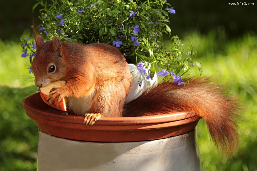 灵巧可爱的小松鼠图片大全