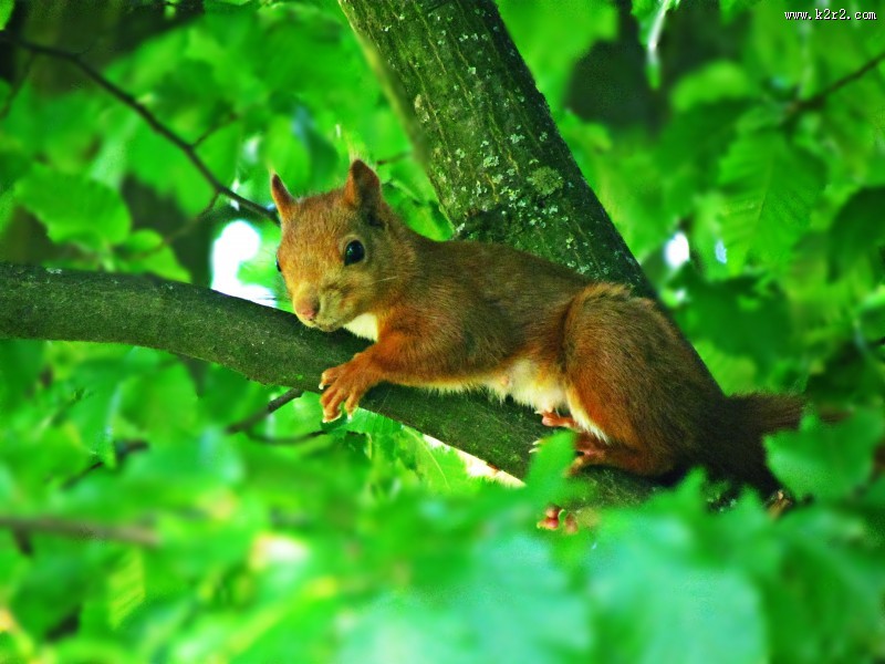 灵巧可爱的小松鼠图片大全