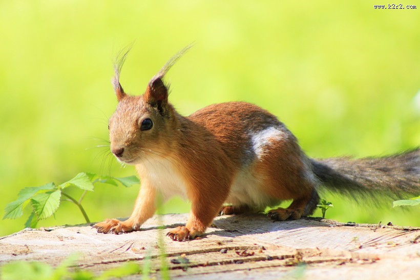 灵巧可爱的小松鼠图片大全